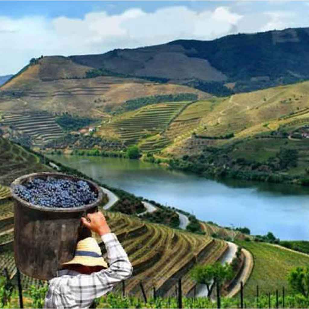 Ecotourism-+-tours-+-private-tours-+-porto-+-wine-+-porto-wine-+-douro-+-douro-valley-+-special-places-+-special-+-people-+-harvest-+-friends-+-sustainable